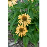 Echinacea Purpurea Harvest Moon R Purpursonnenhut Ca. 11x11 cm Topf