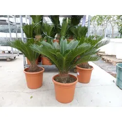 XL Premium Palmfarn Cycas Revoluta 70-90 cm - Eleganter Palmfarn für Innen- und Außenbereiche, 70-90 cm hoch. Ideal für helle Standorte und bringt tropisches Flair in Ihr Zuhause. Pflegeleicht und ein echter Blickfang!