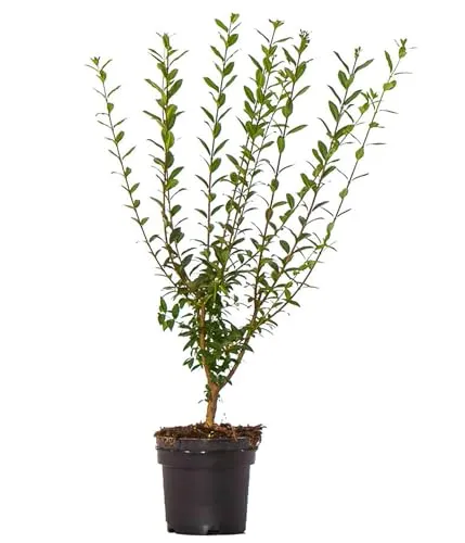 Dehner Hecken Gemeiner Liguster, 40 Pflanzen für 10 Meter Hecke - Schnell wachsende und wintergrüne Hecke: 40 Liguster Pflanzen, ideal für Sichtschutz und Artenvielfalt. Mit duftenden Blüten ab Juni und robust für viele Standorte.