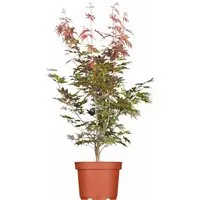 Acer palmatum 'Atropurpureum' - Roter Fächerahorn 40-60 cm - Baumsamen & -pflanzen, mit tiefroten Blättern für spektakuläre Herbstfarben, ideal für Kübel, pflegeleicht und winterhart bis -20 °C, perfekt für Anfänger.