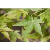 Acer palmatum 'Sangokaku' - Korallenrinden-Ahorn - Ziergehölz mit leuchtend roter Rinde, pflegeleicht und winterhart. Ideal für Gartenliebhaber, die wenig Zeit haben. Bienenfreundlich und ein farbenfrohes Highlight im Garten.
