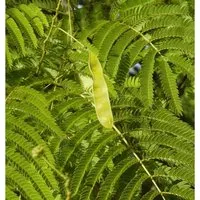 Seidenakazie - Schlafbaum 40-60cm - Albizia julibrissin - Sträucher - Winterharte Pflanze, die ihre Blätter nachts einklappt und einen sonnigen bis halbschattigen Standort bevorzugt.