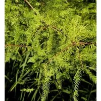 Hochstamm Zwerg Sumpfzypresse Secrest 125-150cm - Taxodium distichum