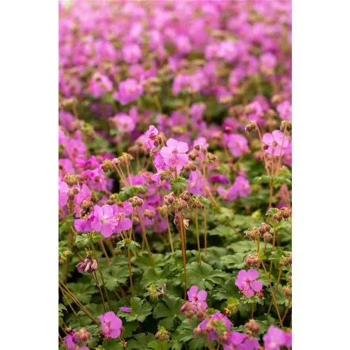 Geranium macrorrhizum 'Bevan' - Garten-Storchschnabel 'Bevan´s Variety' - 9cm Topf