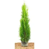 Thuja occidentalis 'Smaragd' 80-100 cm 2 Liter Container