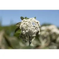 Prager Schneeball (Viburnum pragense) - Immergrünes Ziergehölz - Ziergehölze - Pflegeleichter, immergrüner Strauch mit dichten Blüten und ganzjährigem Sichtschutz, ideal für Gärten in kälteren Klimazonen.