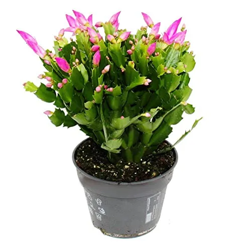 Exotenherz Großer Weihnachtskaktus Schlumbergera XXL - Der XXL Weihnachtskaktus begeistert mit leuchtend pinken Blüten und zahlreichen Knospen. Topfgröße: 17 cm, Gesamthöhe: ca. 25-35 cm. Perfekt für eine farbenfrohe Weihnachtsdekoration!