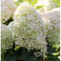 Rispenhortensie Phantom 40-60cm - Winterharte Gartenpflanze - Sträucher: Rispenhortensie Phantom erreicht bis zu 3 Meter Höhe, blüht von August bis Oktober und ist vollkommen winterhart. Ideal für halbschattige Gärten mit humosem Boden.