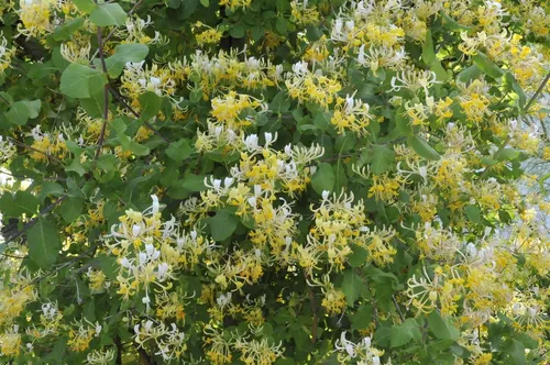 Lonicera japonica 'Halliana' - Japanisches Geißblatt mit duftenden Blüten - Baumsamen & -pflanzen: Duftendes Geißblatt mit cremeweißen Blüten, ideal für Rankgerüste. Pflegeleicht, winterhart bis -20 °C und schnellwachsend, zieht Bienen und Schmetterlinge an.