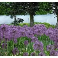 Zierlauch Gladiator - Allium aflatunense