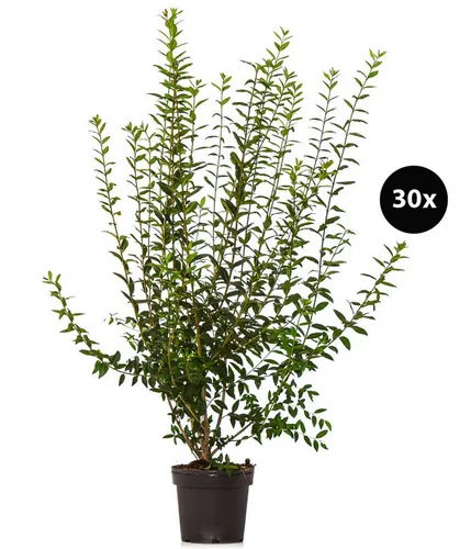 Dehner Hecken Gemeiner Liguster, Ligustrum vulgare, 30 Pflanzen, je 100-150 cm, wintergrüne Pflanze für 10 Meter Hecke, insektenfreundlich