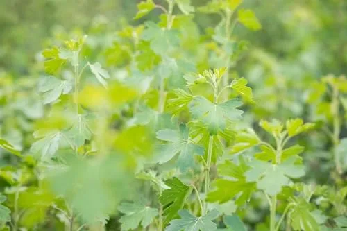 Ribes aureum 60–100 cm – Winterhart, Mehrjährig, Pflegeleicht – Goldjohannisbeere – Heckenpflanze für Garten & Sichtschutz