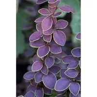 Berberis thunbergii 'Golden Ring' - Zierstrauch mit edlen Farben - Attraktive Berberitze 'Golden Ring', 60-80 cm hoch, überzeugt mit purpurrotem Laub und goldgelbem Rand. Ideal für strukturierte Beete, als Hecke oder Kübelpflanze. Robust und pflegeleicht.