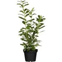 Prunus,aurocerasus 'Novita' 60-80 cm