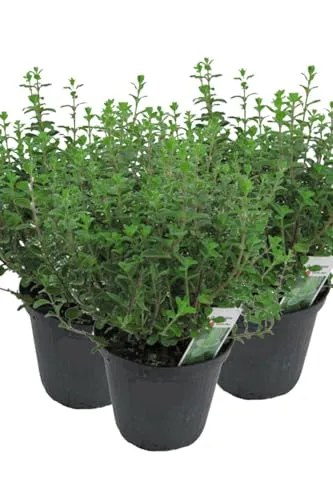 3er Set Italienischer Oregano im 15cm Topf - Origanum vulgare, frische Oregano Pflanze