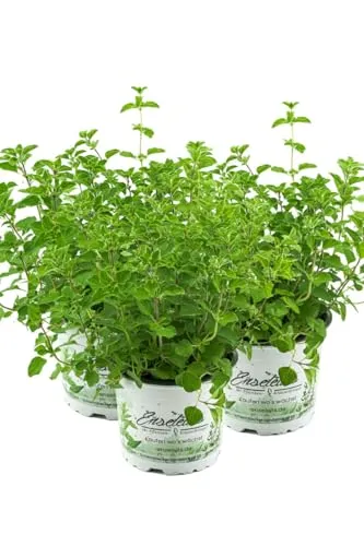 3er Set Oregano, frische Küchenkräuter Pflanze