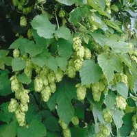 Humulus lupulus 'Opal', Hopfen 40–60 cm – Schnellwachsender Kletterhopfen - Blumen & Stauden – Humulus lupulus 'Opal' ist eine winterharte Kletterpflanze, ideal für Sichtschutz und Bierherstellung. Sie begeistert mit grünen Blättern und hängenden Blütenständen.