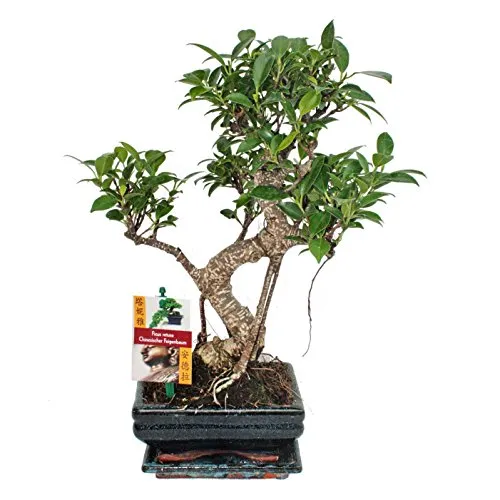 Exotenherz Bonsai Chinesischer Feigenbaum - Ficus retusa - ca. 6 Jahre - Zimmerpflanze - Ein liebevoll gestalteter Bonsai für Anfänger und Profis, der jedes Zuhause verschönert. Ideal für helle Fensterplätze und pflegeleicht.