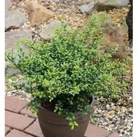 Löffel Ilex Stechpalme 15-20cm - ilex crenata