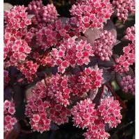 Große Fetthenne Karfunkelstein - Sedum maximum