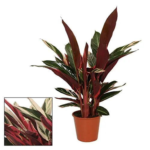 Exotenherz Calathea triostar - Ausgefallene Zimmerpflanze mit einzigartigem Blattmuster - Zimmerpflanze mit extravagantem Blattmuster, ideal für dunklere Standorte. Pflegeleicht und perfekt für Wohnräume, die einen Hauch Exotik benötigen.