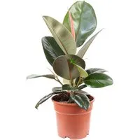 Gummibaum Ficus elastica 'Robusta' - Pflegeleichte Zimmerpflanze 50 cm - Baumsamen & -pflanzen – Pflegeleichter Gummibaum mit glänzenden Blättern, ideal für Anfänger und verbessert das Raumklima.