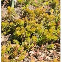 Felsen Fetthenne Angelina - Sedum reflexum Angelina