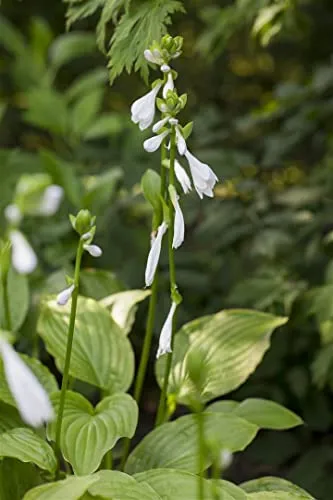 Hosta plantaginea 'Royal Standard' - Duftende Funkie im 11x11 cm Topf - Die Duft-Funkie 'Royal Standard' begeistert mit elegantem Laub und großen, duftenden Blüten. Ideal für schattige Bereiche, sorgt sie für edle Akzente und harmonische Gartenkompositionen.