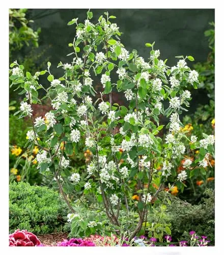BALDUR Garten Felsenbirne Amelanchier 'Greatberry® Garden', 1 Pflanze, mehrjährig - winterhart, pflegeleicht, Trendpflanze, ausgefallener Blüte, leckere Früchte, wird 1,5 bis 3 Meter hoch