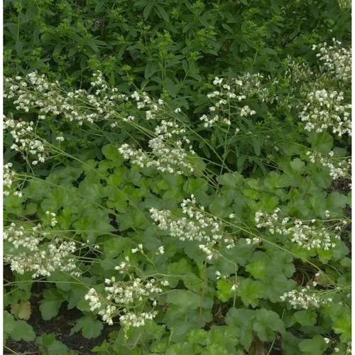 Purpurglöckchen Schneewittchen - Heuchera brizoides
