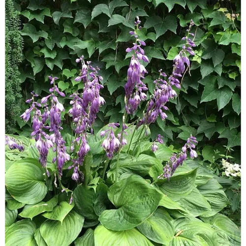 Glockenfunkie - Hosta ventricosa