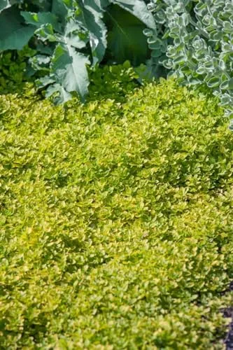 Origanum vulgare 'Thumbles' 9x9 cm Topf – Winterhart, Mehrjährig, Pflegeleicht – Oregano – Kräuterpflanze für Küche & Kräutergarten