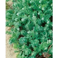 Sedum Anacampseros Ca. 9x9 cm Topf