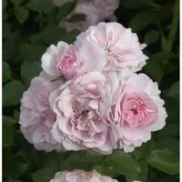 Hochstamm Rose Bonica 80-100cm