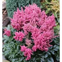 Prachtspiere Younique Pink - Astilbe cultorum