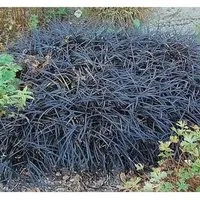 Dunkelblättriger Schlangenbart Niger - Ophiopogon planiscapus