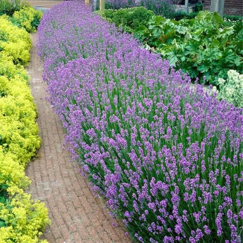 Bloomique - 6er-Set - Lavandula Angustifolia - Lavendel Pflanze Winterhart - Duftlavendel - Gartenpflanzen Winterhart - Mehrjährig - Höhe 10-20 cm