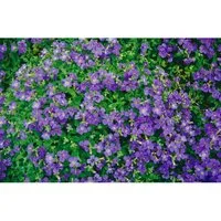 Aubrieta X Cult. Blaumeise Blaukissen Blau Ca. 9x9 cm Topf