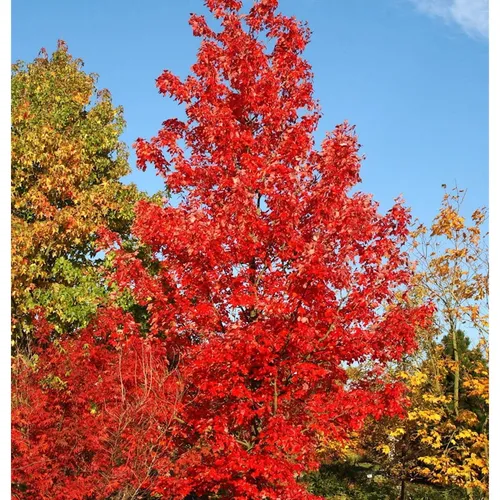 Amberbaum Lane Roberts 80-100cm - Liquidambar styraciflua - Sträucher, winterharte Gartenpflanze mit leuchtend roten Blättern im Herbst, ideal für sonnige bis halbschattige Standorte.