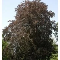 Blutbuche 60-80cm - Fagus sylvatica - Sträucher mit dunkelrotem Blattwerk, ideal für sonnige bis halbschattige Standorte. Winterhart und pflegeleicht, bringt Farbe in Ihren Garten.