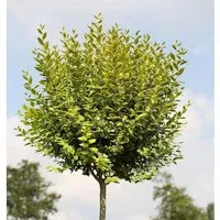 Hochstamm Gold Liguster 100-125cm - Ligustrum ovalifolium