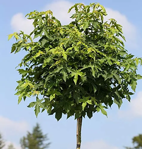 Hochstamm Kugel Amberbaum Gumball 40-60cm - Baumsamen & -pflanzen, wunderschöner Kugel-Form mit einzigartigem Farbspiel im Herbst - ideal für Gärten und Parks.