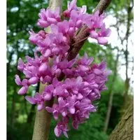 Kanadischer Hänge Judasbaum Lavender Twist 30-40cm - Cercis canadensis