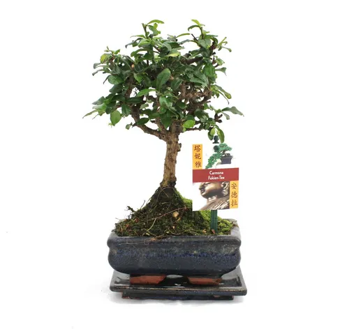 Exotenherz Bonsai Fukientee - Carmona microphylla (ca. 6 Jahre) - Kugelförmiger Bonsai, ideal für Fensterplätze. Einzigartig gestaltet, mit ganzjährig kleinen Blüten. Pflegeleicht und dekorativ – das perfekte Highlight für Ihr Zuhause!