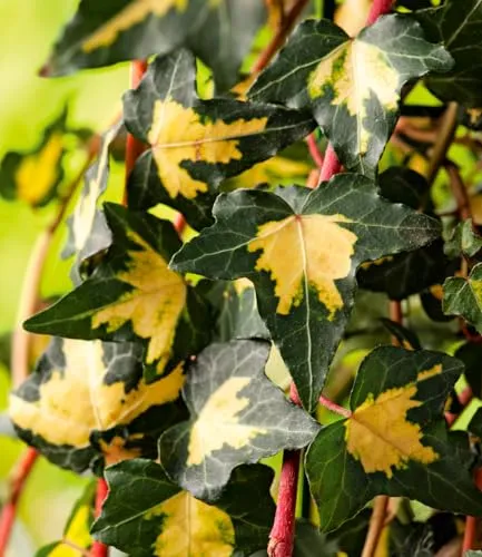BALDUR Garten 1x Gold Efeu Hedera 'Goldheart', Pflanze im 9 cm-Topf, auch als Bodendecker geeignet, klettert 3-4 Meter hoch, pflegeleicht, winterhart, mehrjährig, ideal für Rankgitter, Zaun & Kübel