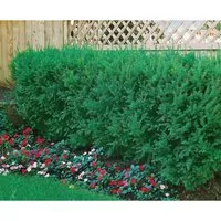 Japanische Eibe Taxus cuspidata, 1 St. - Immergrün & schnittverträglich - Ziergehölz: Die Japanische Eibe überzeugt mit ihrem dichten, aufrechten Wuchs und ist ideal für Hecken und Formschnitte. Pflegeleicht, winterhart und ganzjährig grün, setzt sie elegante Akzente im Garten.