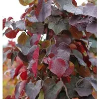 Kanadischer Judasbaum Merlot 40-60cm - Cercis canadensis - Baumsamen & -pflanzen, spektakuläre Blüten im April-Mai und ideale Wuchsgröße von 3-4 Metern für Ihren Garten.