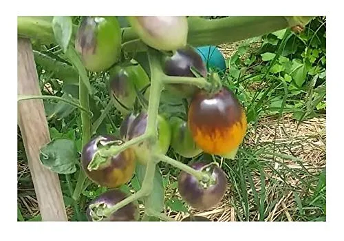 Stk - 10x Indigo Kumquat Tomate Garten Gemüse Pflanzen - Samen A397 - Seeds & Plants Shop by Ipsa