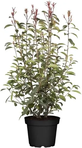Photinia fraseri 'Little Red Robin' - Kompakte Glanzmispel - Kompakte Glanzmispel mit leuchtend roten Neutrieben und tiefgrünem Blattwerk. Ideal für kleine Gärten, als Heckenpflanze oder Kübelpflanze. Pflegeleicht und schnittverträglich für einen attraktiven Garten.