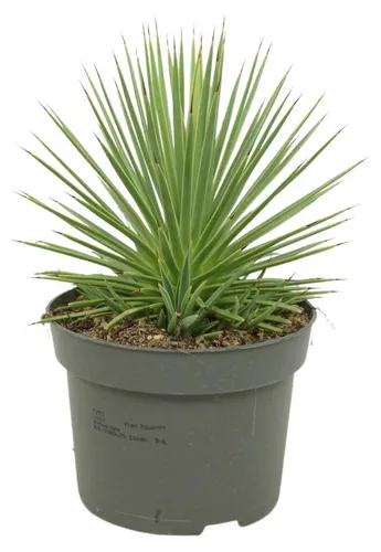 Agave striata var. nana - Stachelsschwein-Agave - 12cm Topf